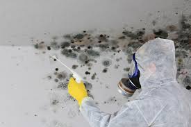 Best Mold Damage Restoration  in Broxton, GA